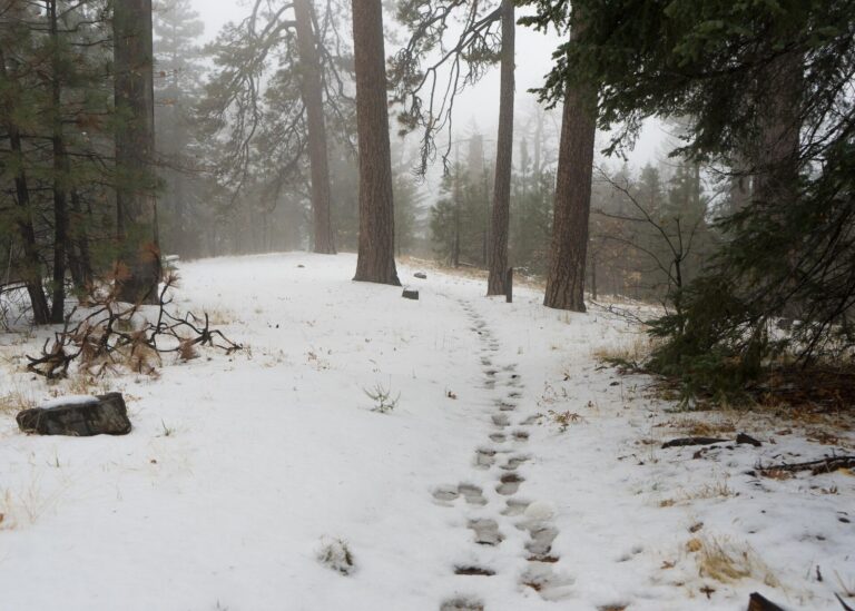 A line of boot prints tracking across fresh snow on a forest trail between tall pine trees