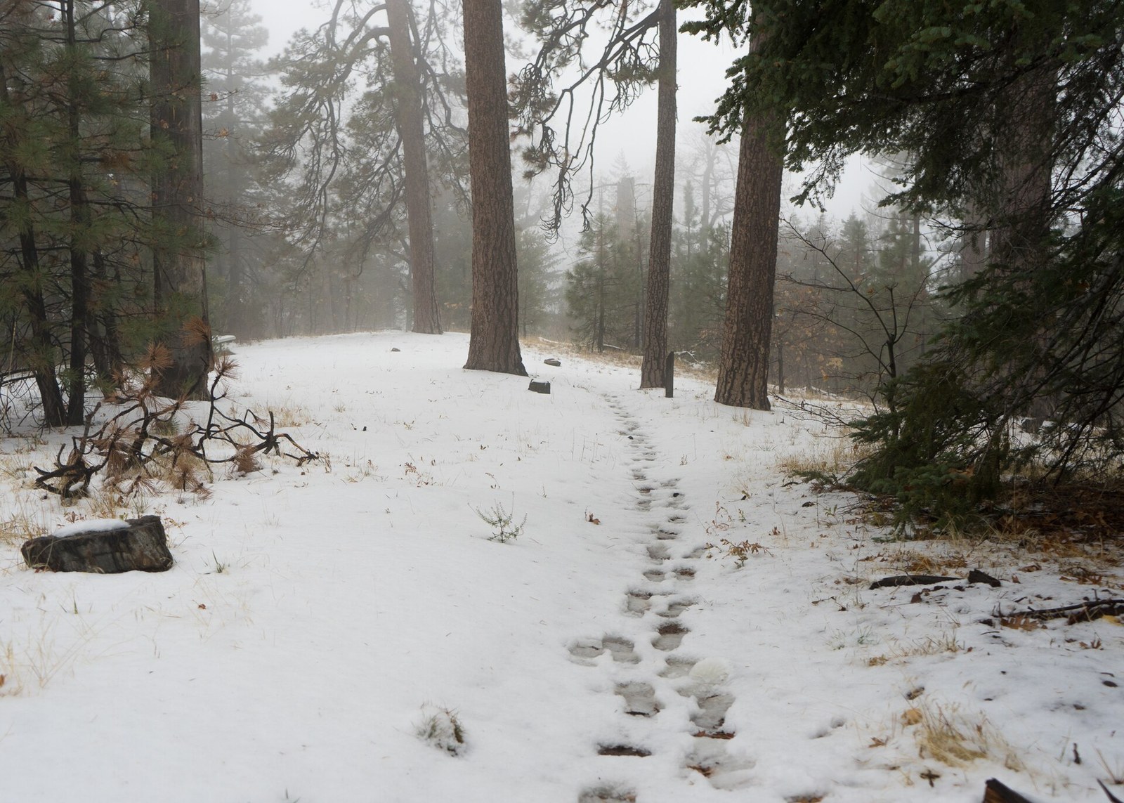 A line of boot prints tracking across fresh snow on a forest trail between tall pine trees