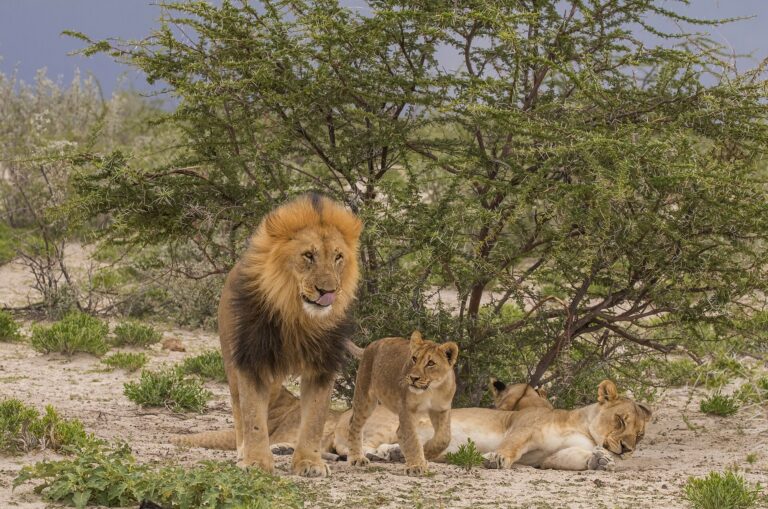 Lion male and cub in Etosha National Park