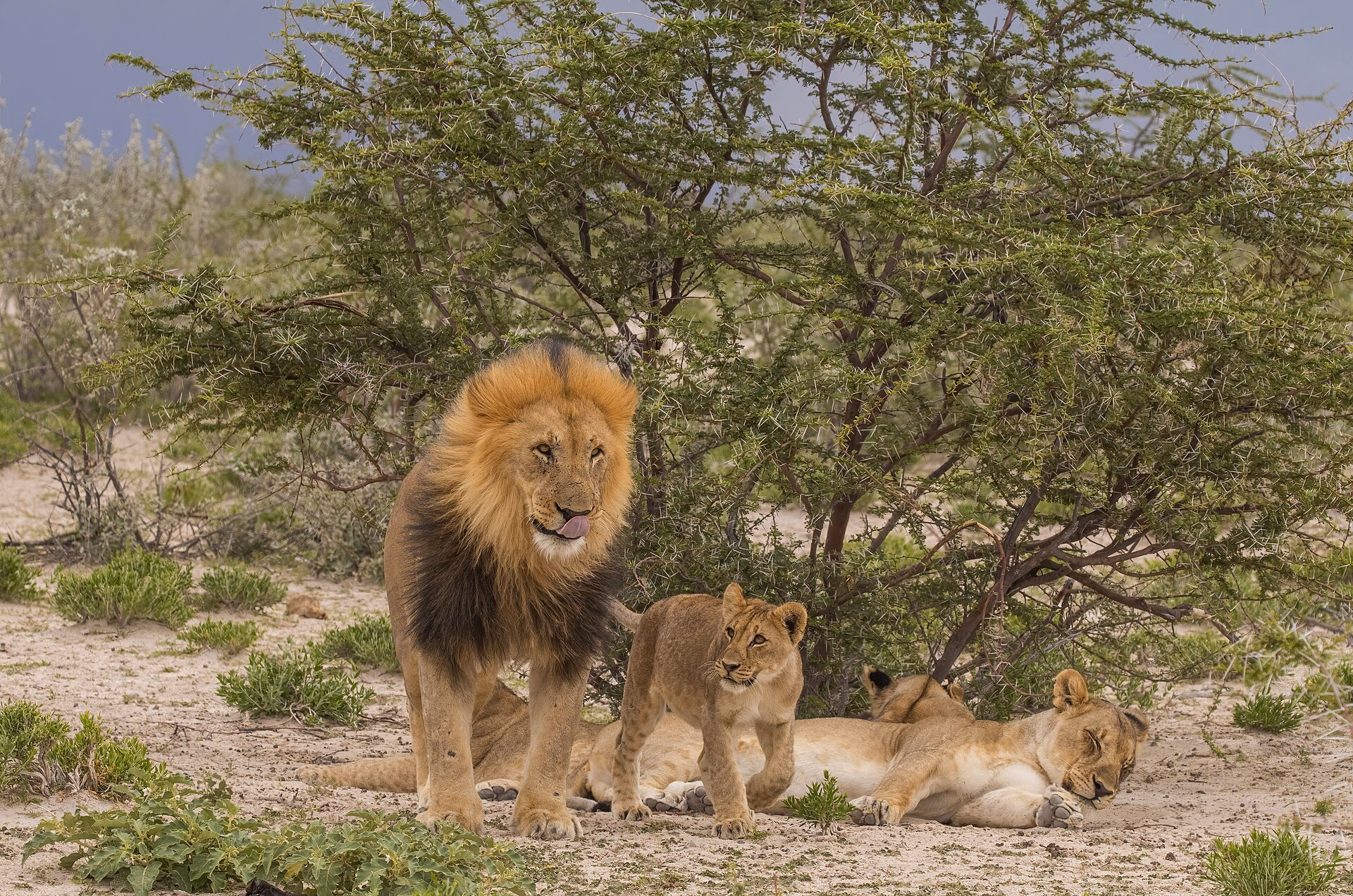 Lion male and cub in Etosha National Park
