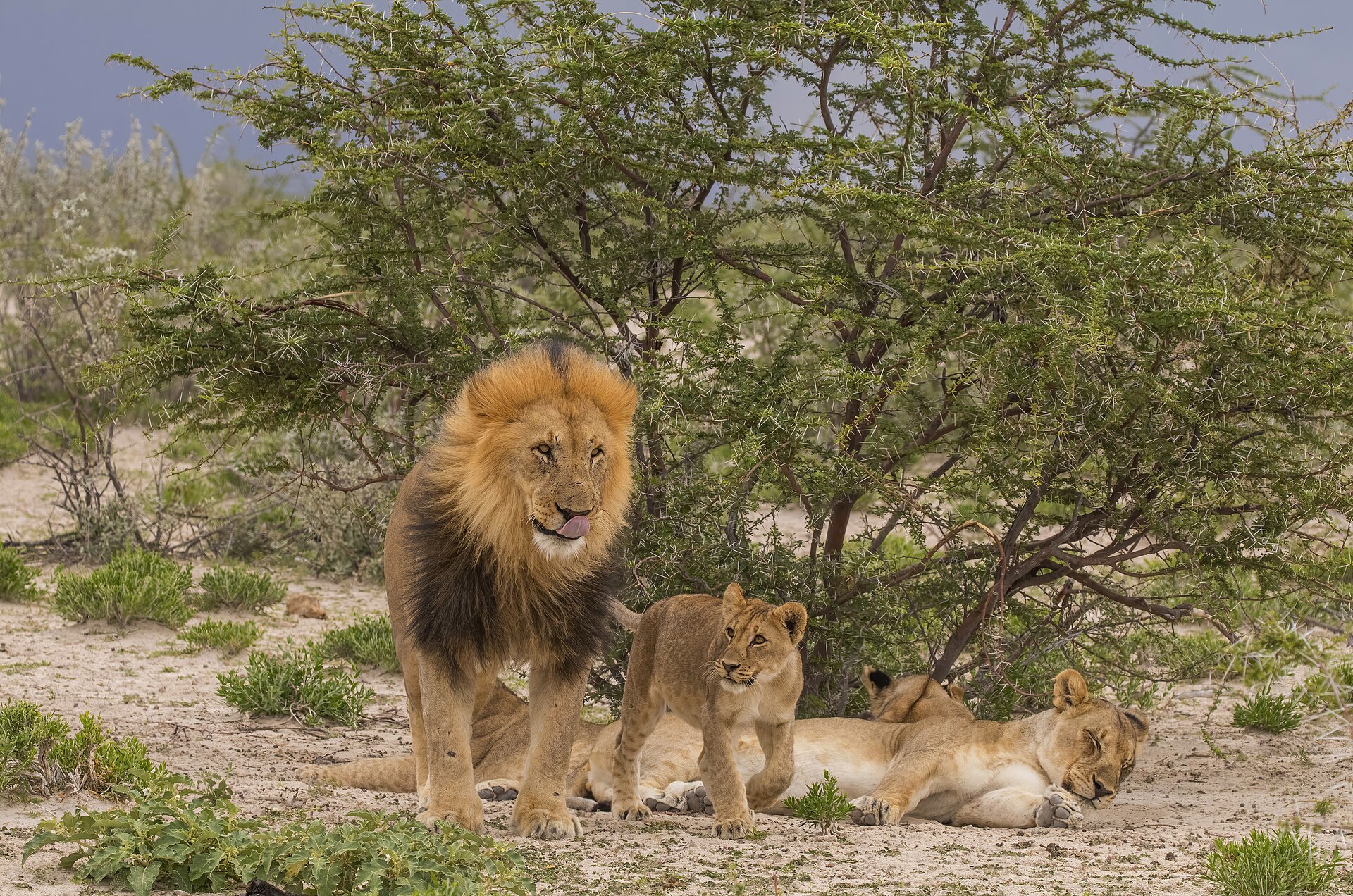 Lion male and cub in Etosha National Park