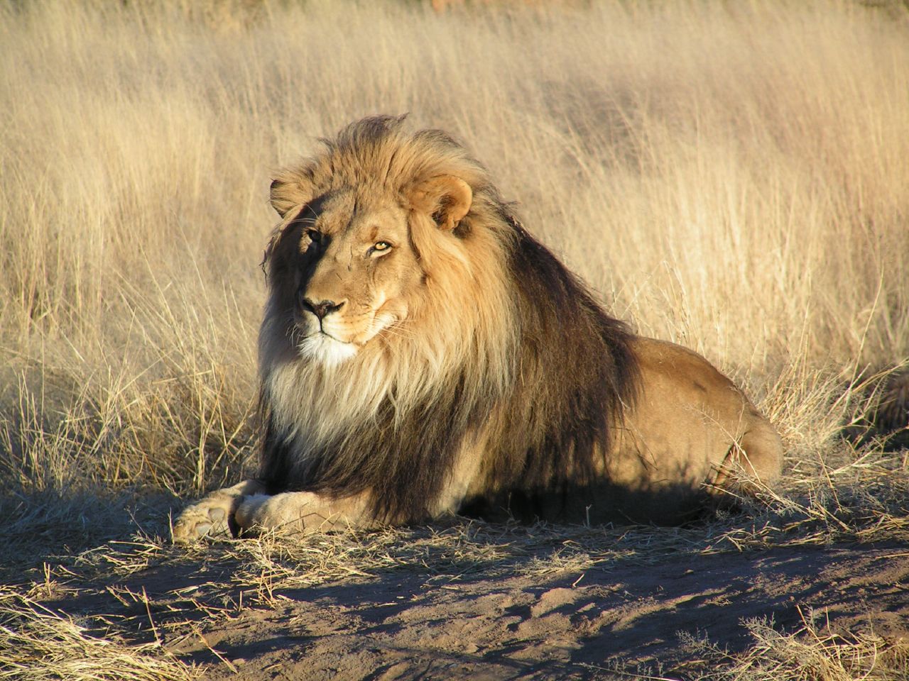 Lion lying in the grass