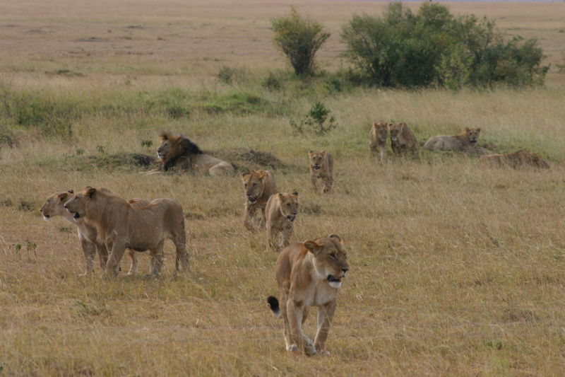A pride of lions