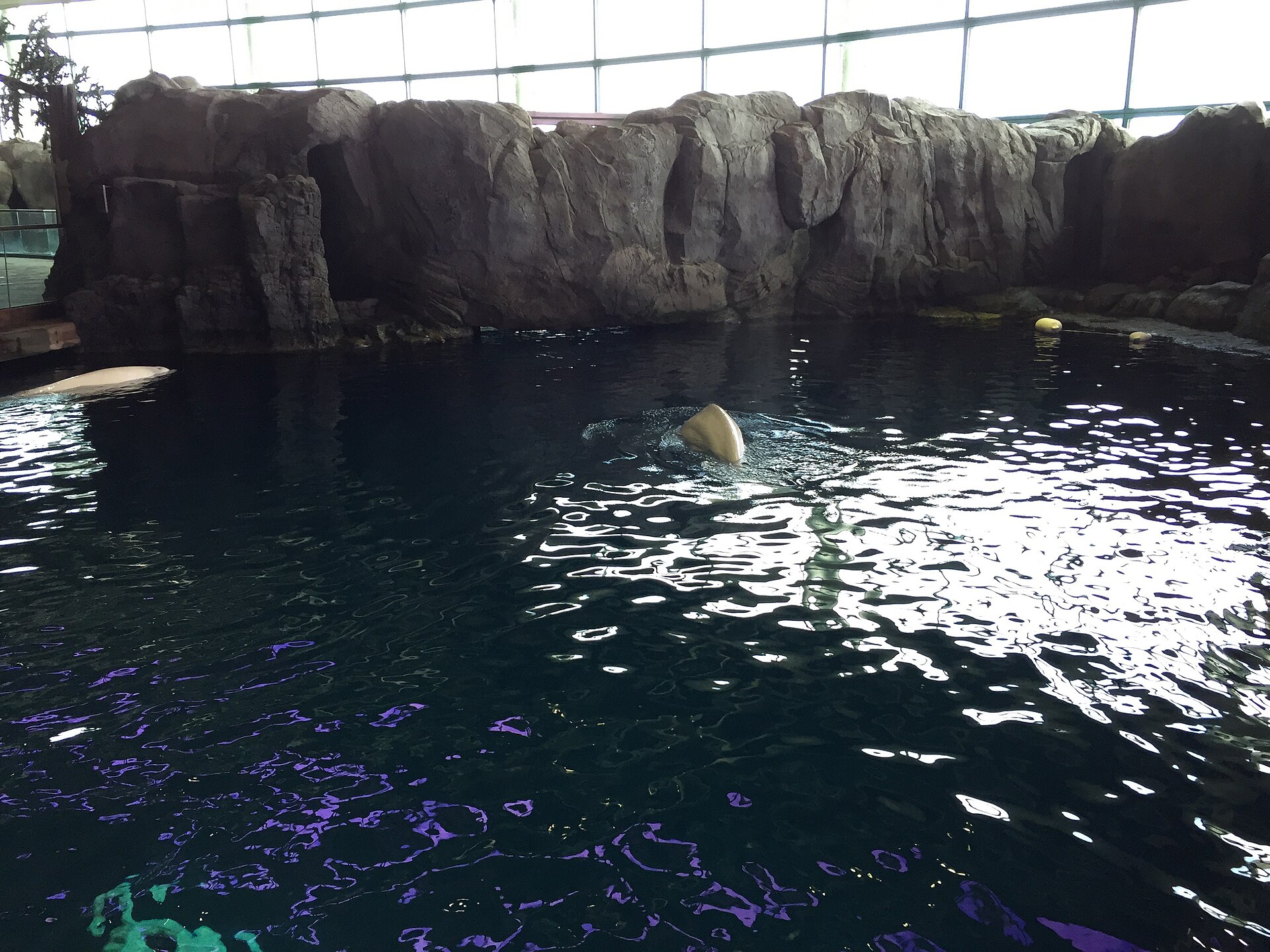 Beluga whales swimming in the Oceanarium at Shedd Aquarium