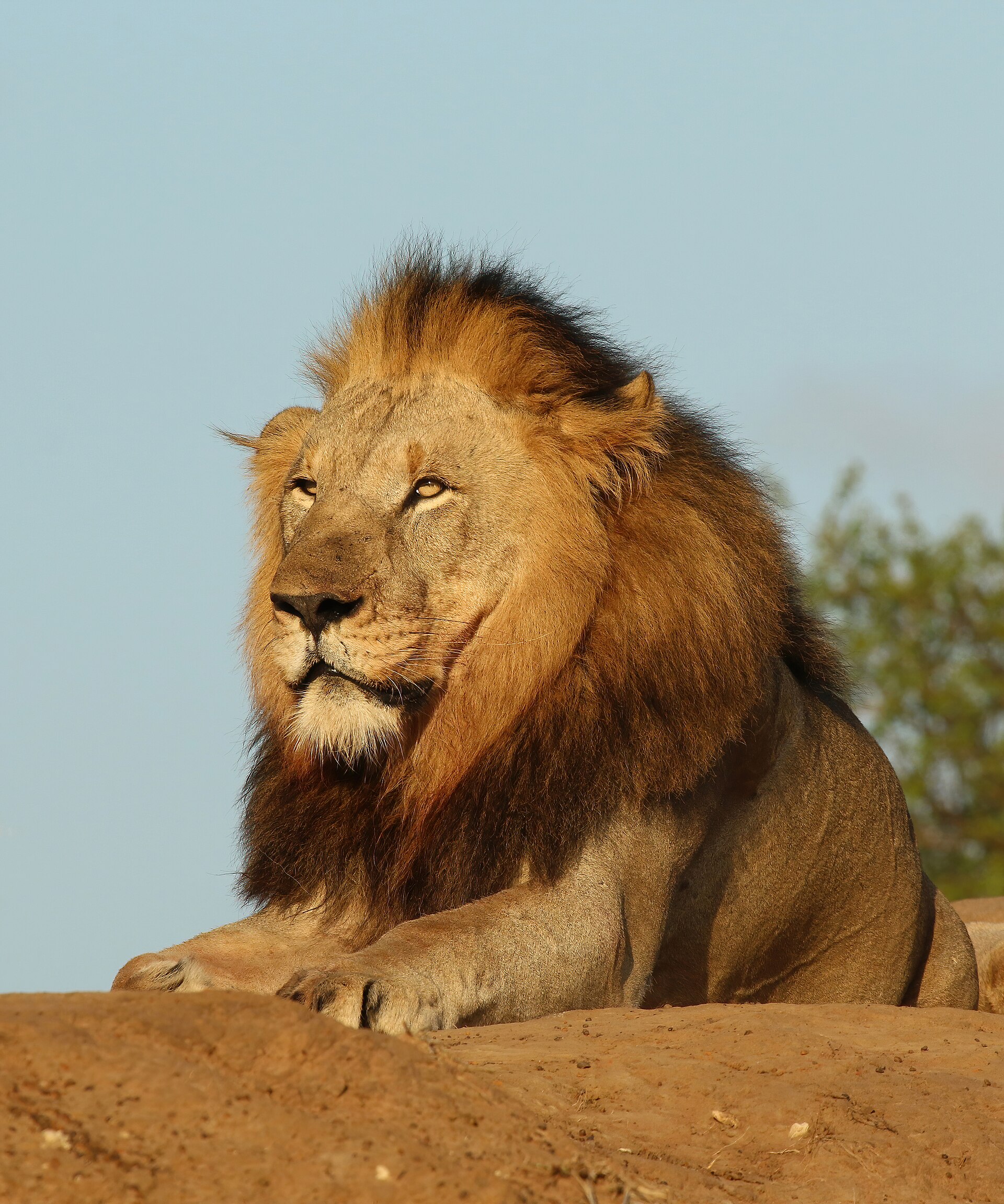 Six-year-old male lion (Panthera leo), Phinda Private Game Reserve, KwaZulu-Natal, South Africa. Photo by Charles J. Sharp.