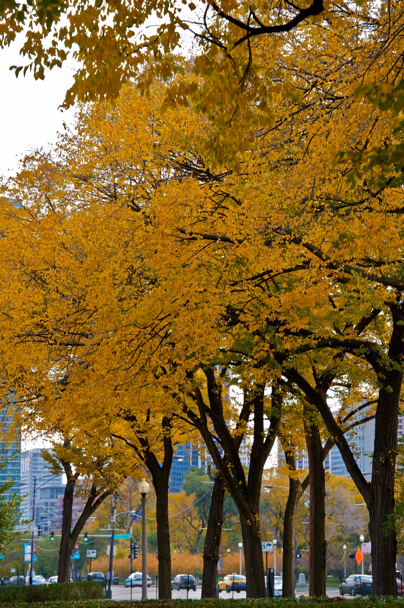 Golden autumn trees in a Chicago park