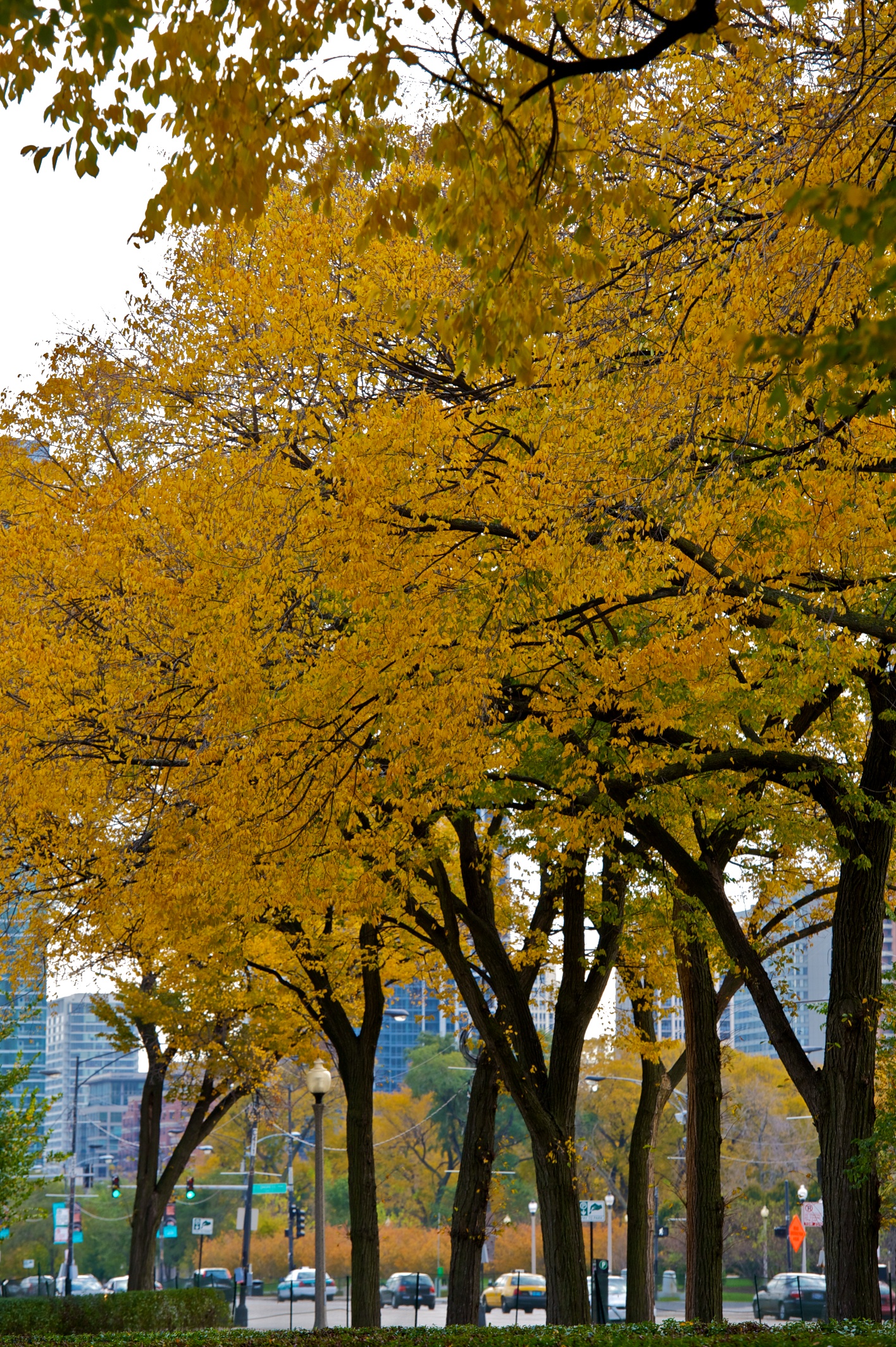 Golden autumn trees in a Chicago park
