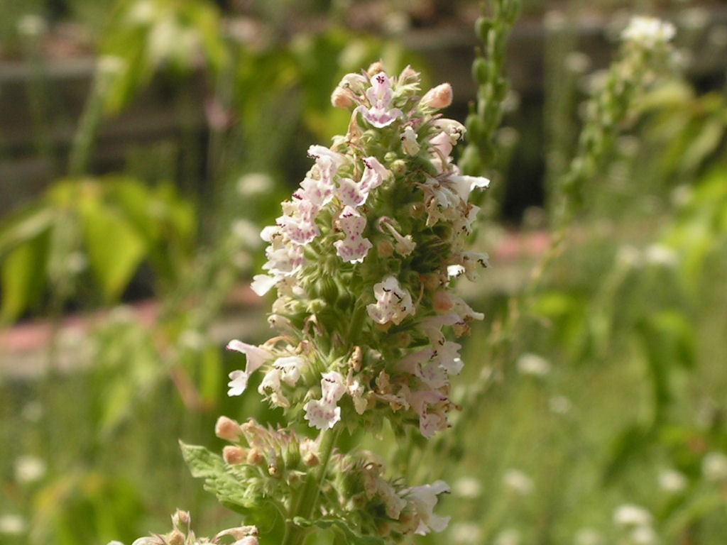 Catnip, or catmint (Nepeta cataria), growing on the plant