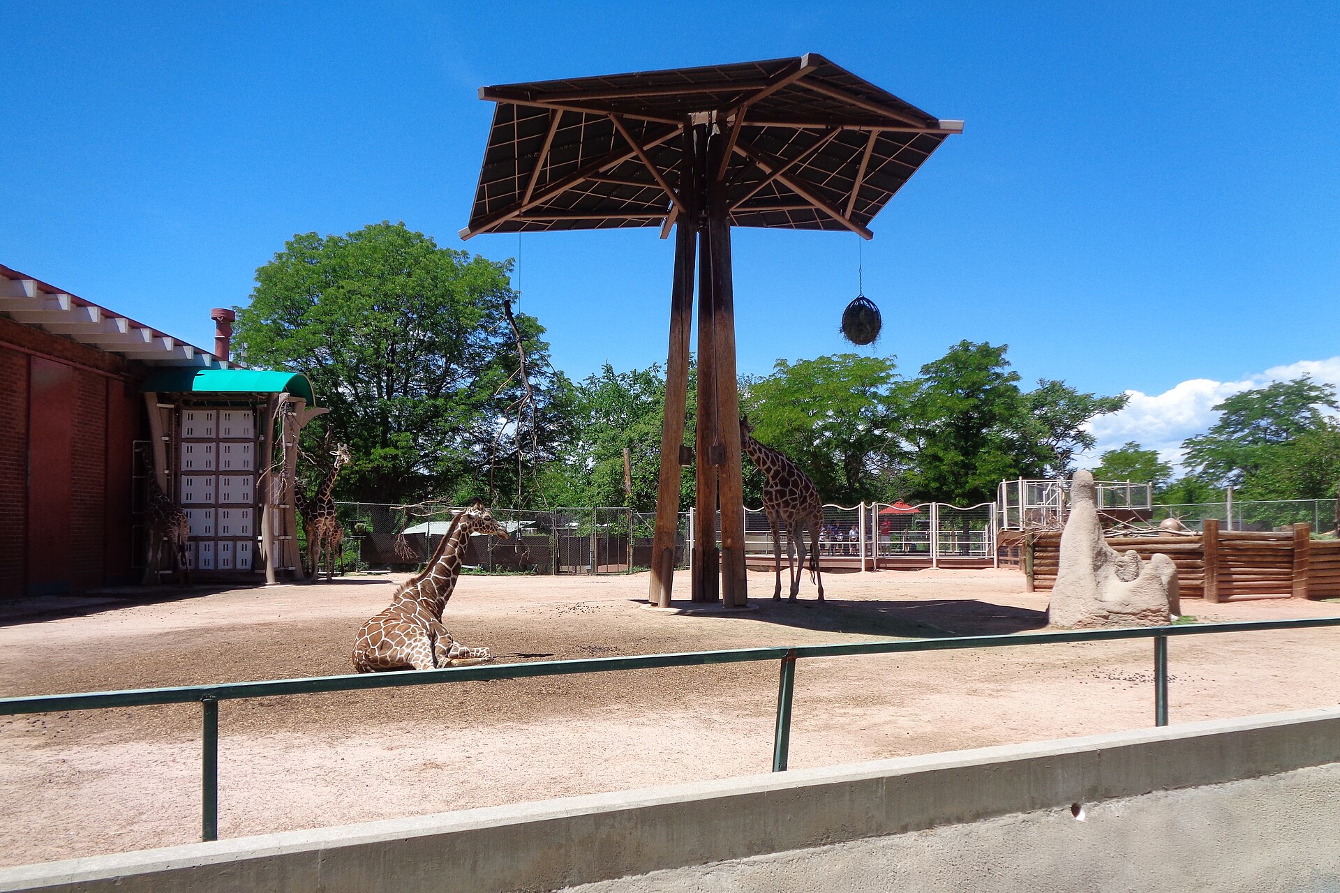 Several giraffes in a sunny outdoor enclosure at the Denver Zoo, with a tall wooden feeding tower, sandy ground and a low green viewing rail.