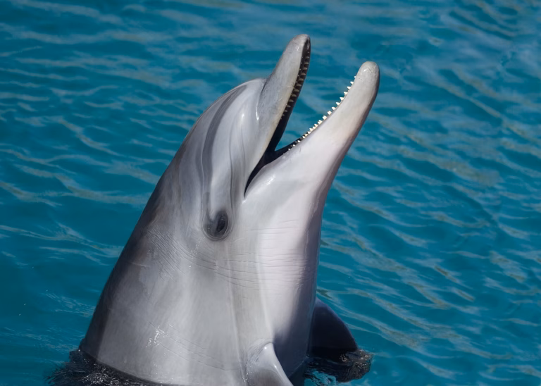 Common bottlenose dolphin
