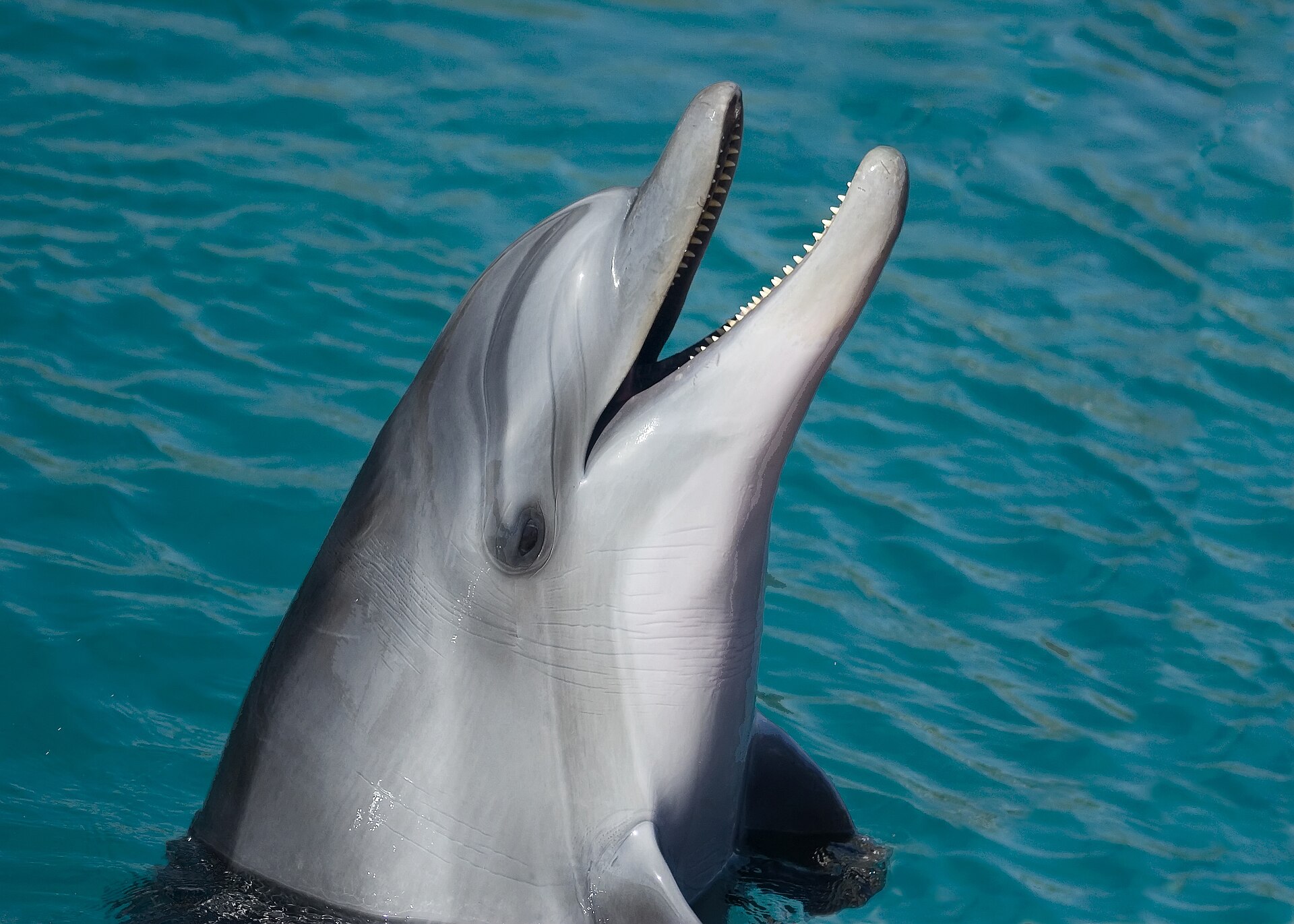 Common bottlenose dolphin