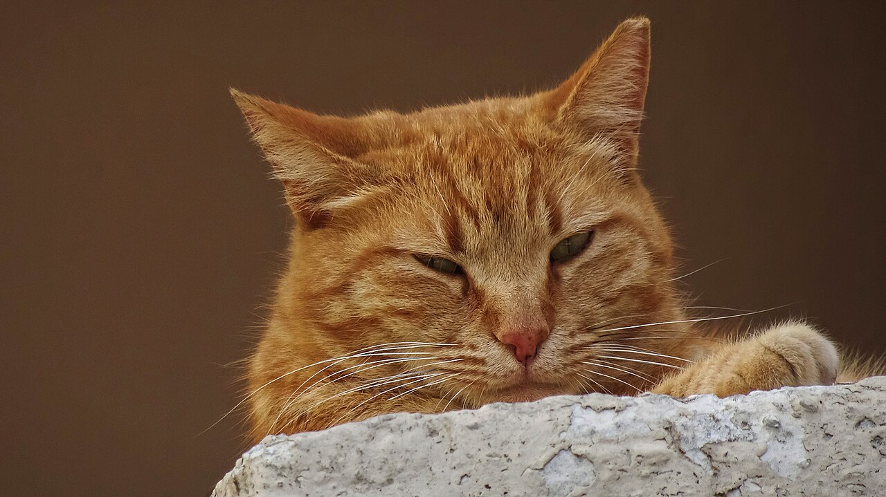 An adult cat in a relaxed, low-stimulation state
