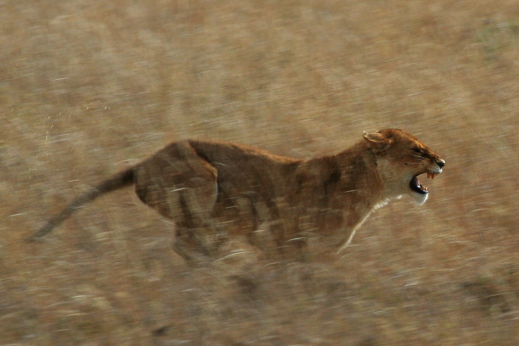 A lioness hunting warthogs in the western corridor of the Serengeti. Photo by Schuyler Shepherd, edited for contrast and saturation.