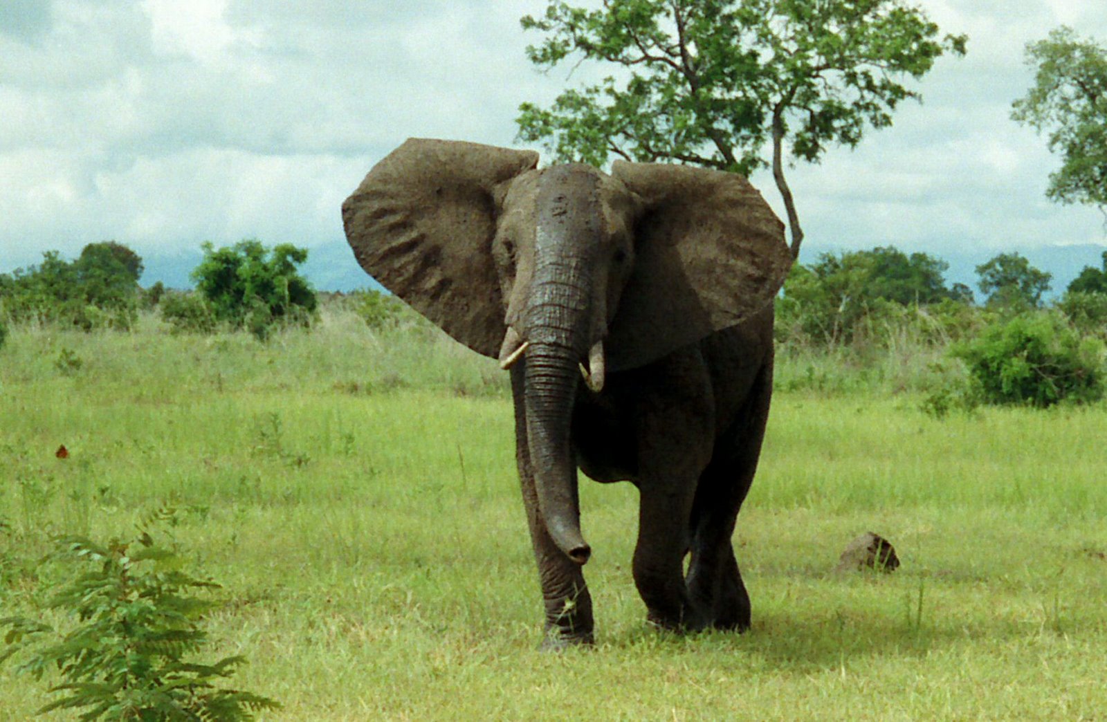 African bush elephants on the savanna, Mikumi National Park, Tanzania