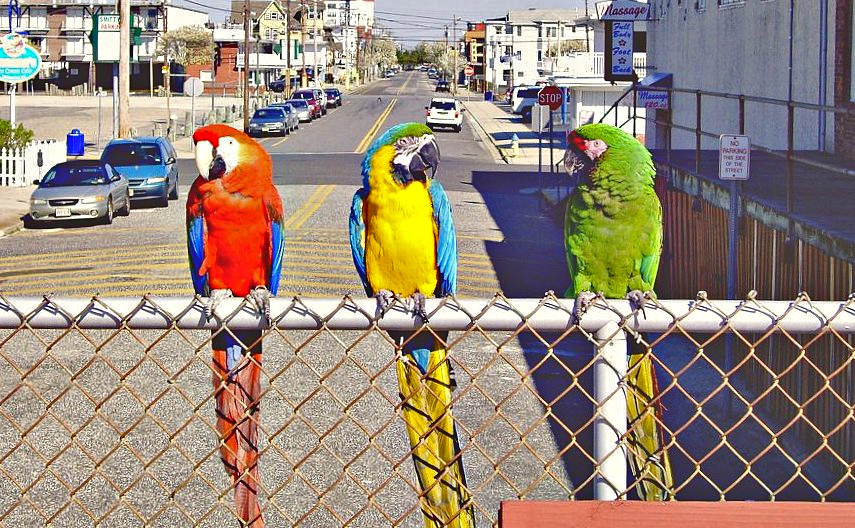 Scarlet macaw and blue-and-yellow macaws perched on a boardwalk