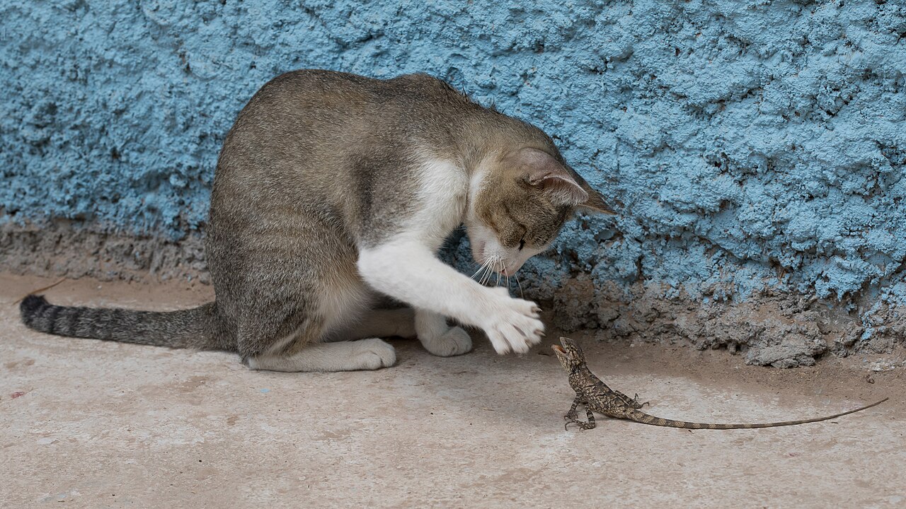 A cat locked onto a moving target