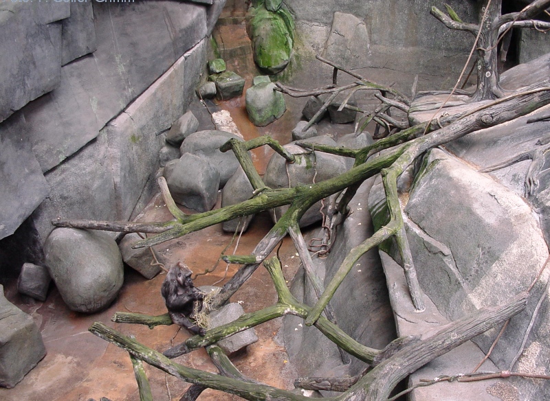 A gorilla resting on the rocky floor of an outdoor enclosure at Brookfield Zoo, beneath overhanging branches.