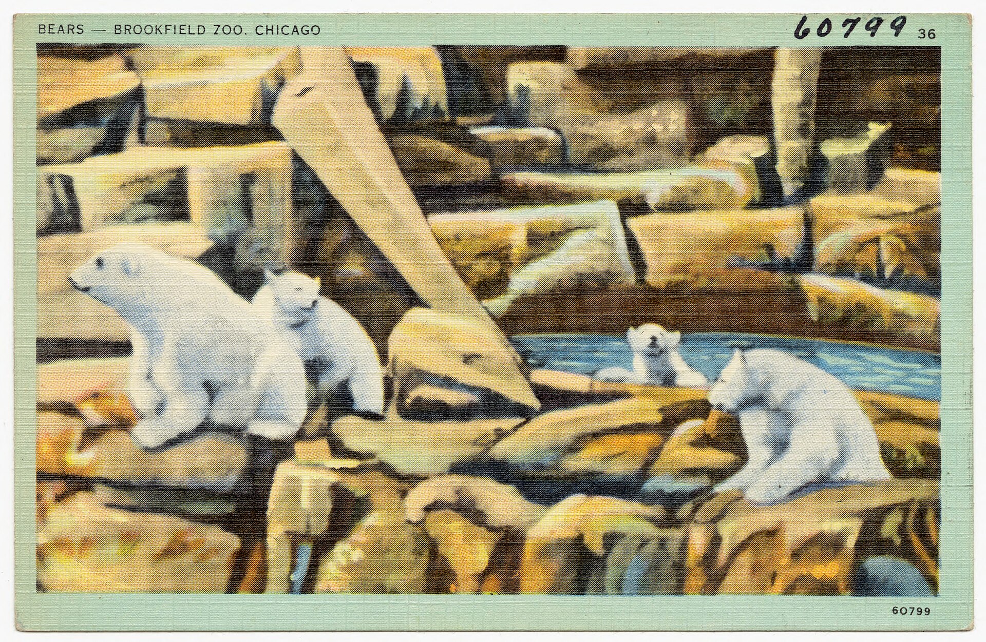 Vintage color postcard captioned Bears - Brookfield Zoo, Chicago, showing white polar bears on rocky ground